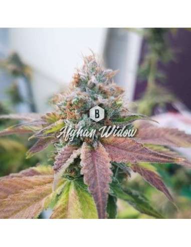Big Seedbank - Afghan Widow Auto - 1