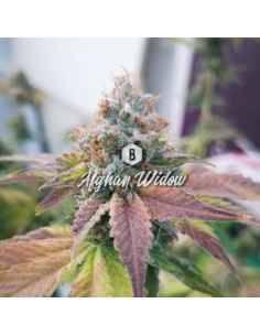 Afghan Widow Auto - 1