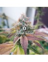 Afghan Widow Auto - 1