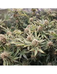 Tropicana Glue - 1