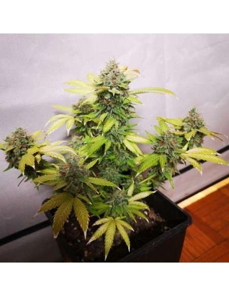 Big Seedbank - Tropicanna Glue - 1