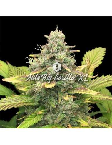 Big Seedbank - Big Gorilla XL Auto - 1