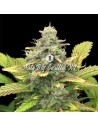Big Seedbank - Big Gorilla XL Auto - 1