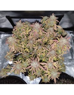 Big Gorilla XL Auto - 1