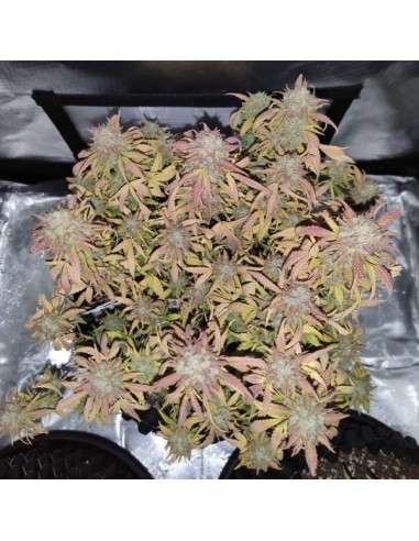 Big Gorilla XL Auto - 1