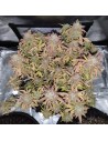 Big Gorilla XL Auto - 1