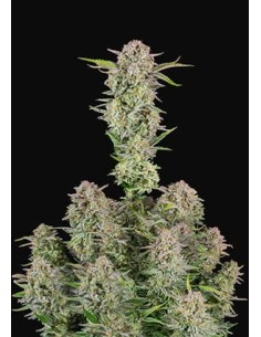 Bruce Banner Auto - 1