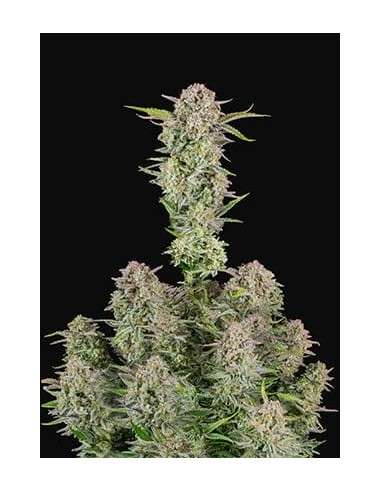Bruce Banner Auto - 1