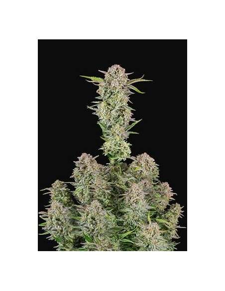 Bruce Banner Auto - 1