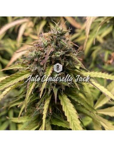 Big Seedbank - Cinderella Jack Auto - 1