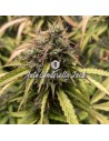 Big Seedbank - Cinderella Jack Auto - 1