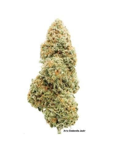 Cinderella Jack Auto - 1
