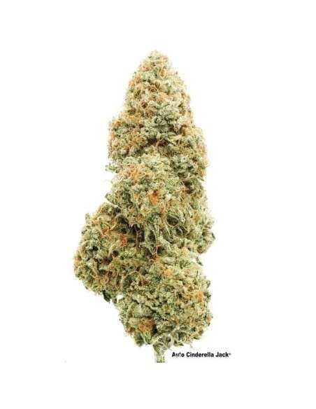 Cinderella Jack Auto - 1