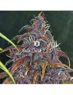 Big Seedbank - Dark LSD Auto - 1