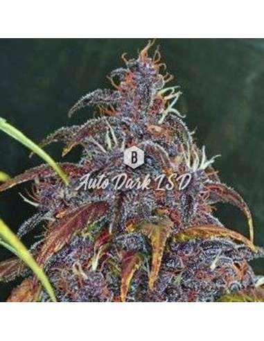 Big Seedbank - Dark LSD Auto - 1
