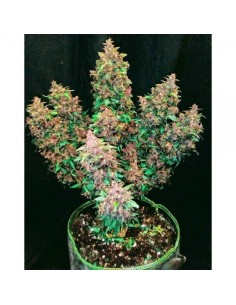Dark LSD Auto - 1