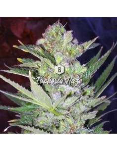 Big Seedbank - Euphoria Haze - 1