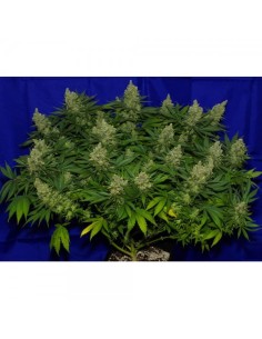 Big Seedbank - Euphoria Haze - 1 2