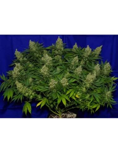 Big Seedbank - Euphoria Haze - 2