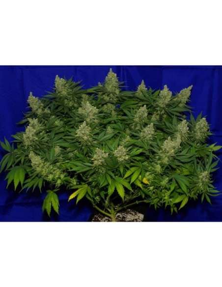 Big Seedbank - Euphoria Haze - 2