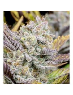 Weeding Glue Auto - 1