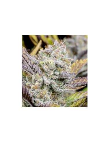 Weeding Glue Auto - 1