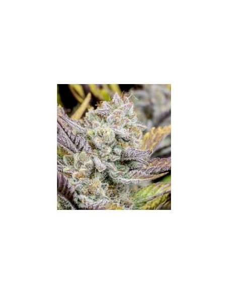 Weeding Glue Auto - 1