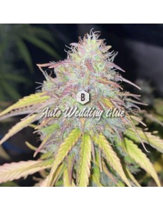 Big Seedbank - Wedding Glue Auto - 1