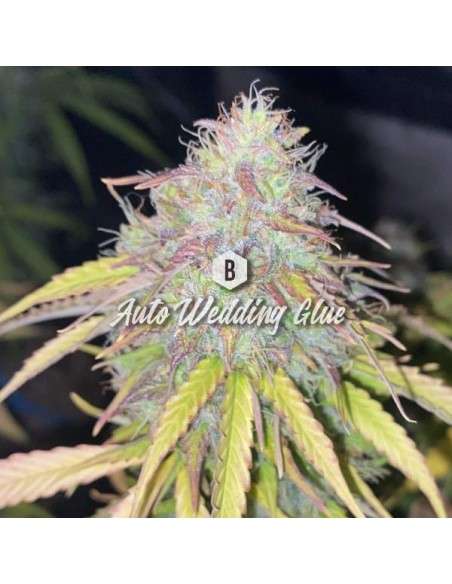 Big Seedbank - Wedding Glue Auto - 1