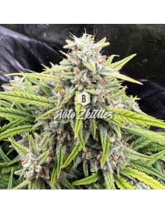 Big Seedbank - Zkittlez Auto - 1