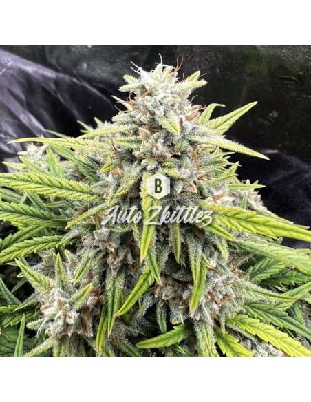 Big Seedbank - Zkittlez Auto - 1