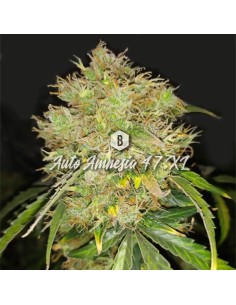 Big Seedbank - Amnesia 47 XL Auto - 1