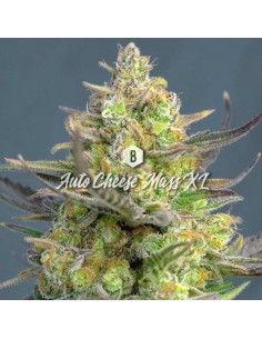 Big Seedbank - Cheese Mass XL Auto - 1
