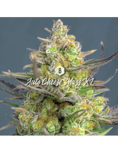 Big Seedbank - Cheese Mass XL Auto - 1