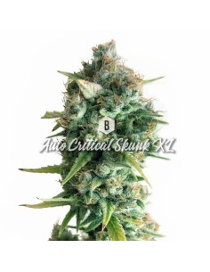 Big Seedbank - Critical Skunk XL Auto - 1