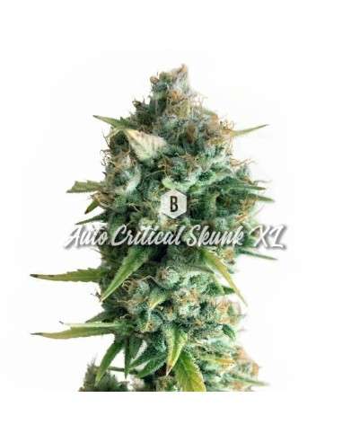 Big Seedbank - Critical Skunk XL Auto - 1