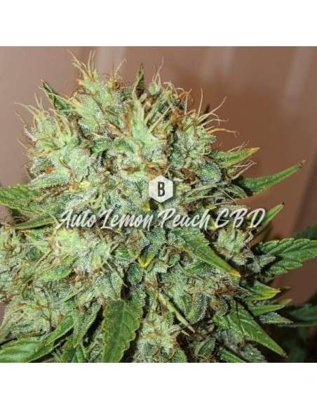 Big Seedbank - Lemon Peach CBD Auto - 1