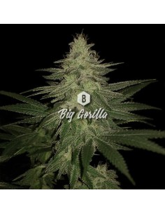 Big Seedbank - Big Gorilla - 1