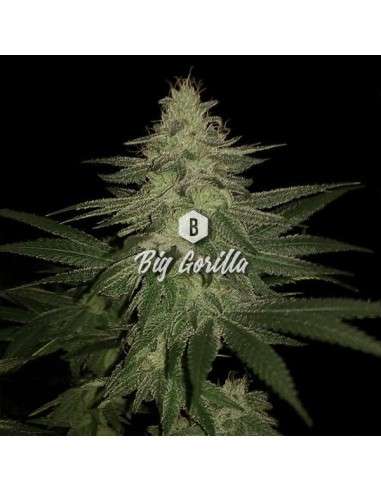 Big Seedbank - Big Gorilla - 1