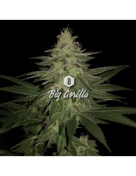 Big Seedbank - Big Gorilla - 1