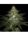 Big Seedbank - Big Gorilla - 1