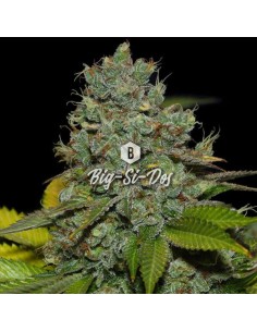 Big Seedbank - Big-Si-Dos - 1