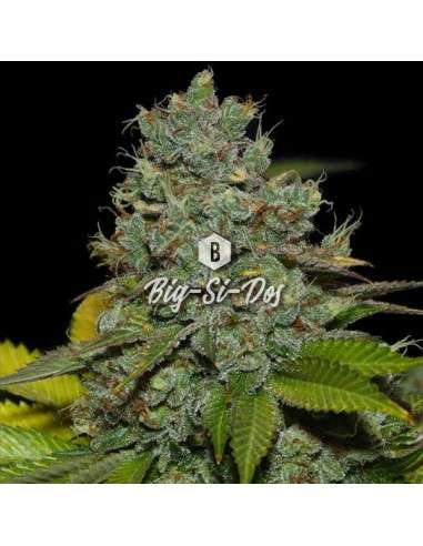 Big Seedbank - Big-Si-Dos - 1