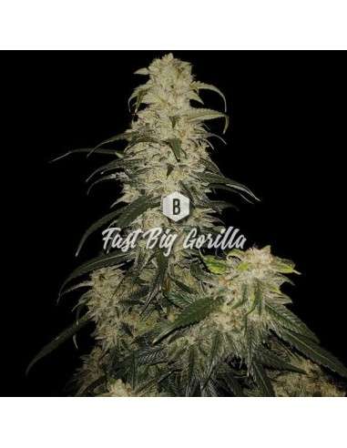 Big Seedbank - Fast Big Gorilla - 1