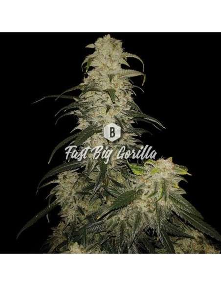 Big Seedbank - Fast Big Gorilla - 1