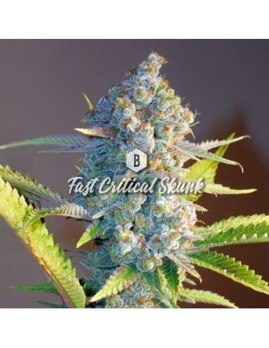 Big Seedbank - Fast OG Kush - 1