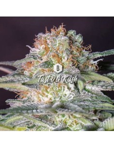 Big Seedbank - Fast OG Kush - 1