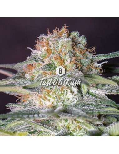 Big Seedbank - Fast OG Kush - 1