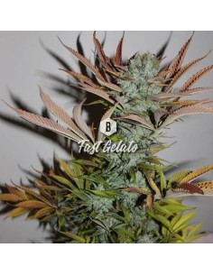Big Seedbank - Fast Gelato - 1