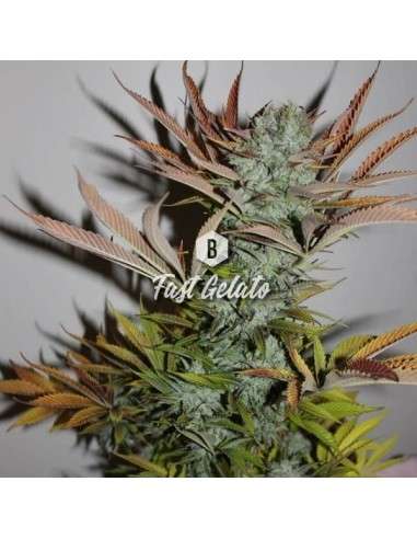 Big Seedbank - Fast Gelato - 1